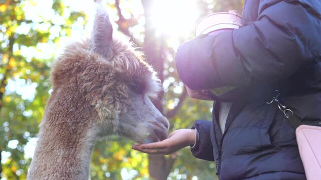 Friendly brown alpaca receiving food directly from zoo keeper's hand, enjoying sunny autumn forest setting with soft golden light filtering through trees and foliage