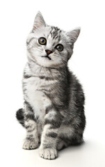 Playful British shorthair gray tabby kitten posing cutely on a white background in a studio setting, engaging with the camera, showcasing its fluffy coat and curious expressions that capture the charm