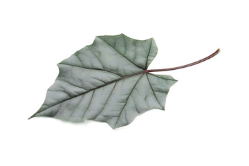 Fototapeta premium Leaf's Veins: Nature's Intricate Art