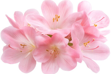 Naklejka premium Pink Flowers Bloom Delicately, Soft Petals