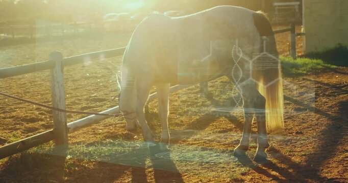 Horse grazing in sunlit field with DNA strand and data processing animation overlay