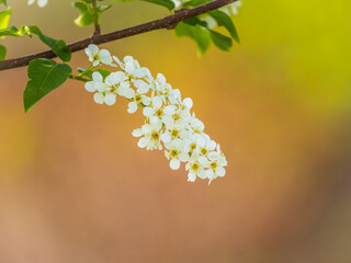 White flowers blooming bird cherry. Close-up of a Flowering Prunus padus Tree with White Little Blossoms