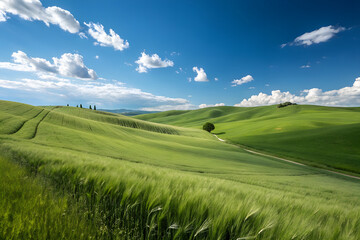 Fototapeta premium green grass hills