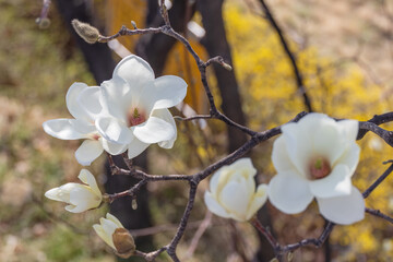 White magnolia flowers in full bloom on a tree branch. warm spring sunshine - Magnolia denudata, Yulan magnolia, Mokryeon