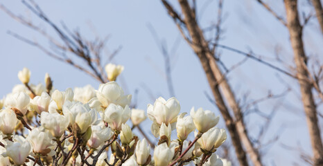 White magnolia flowers in full bloom on a tree branch. warm spring sunshine - Magnolia denudata, Yulan magnolia, Mokryeon