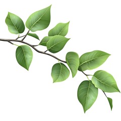 Green leaves on a branch, clipart with white background,