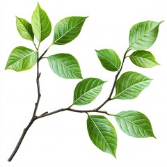 Naklejka premium Green leaves on a branch, clipart with white background,