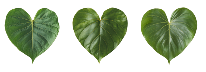 heart shaped green leaves isolated on white background