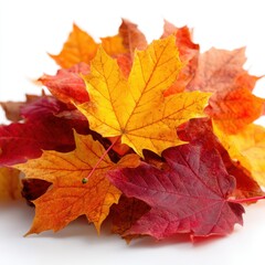 Fototapeta premium Pile of colorful maple leaves in autumn shades isolated on white background
