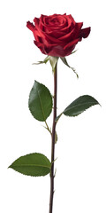 elegant red rose isolated on white background