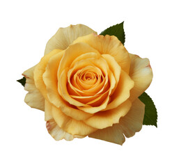 yellow rose blossom isolated on white background