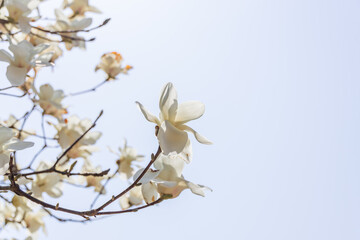 White magnolia flowers in full bloom on a tree branch. warm spring sunshine - Magnolia denudata, Yulan magnolia, Mokryeon