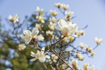 White magnolia flowers in full bloom on a tree branch. warm spring sunshine - Magnolia denudata, Yulan magnolia, Mokryeon