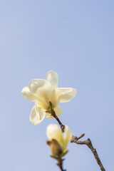 White magnolia flowers in full bloom on a tree branch. warm spring sunshine - Magnolia denudata, Yulan magnolia, Mokryeon