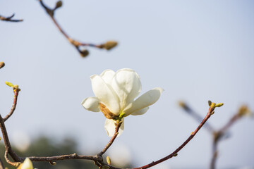 White magnolia flowers in full bloom on a tree branch. warm spring sunshine - Magnolia denudata, Yulan magnolia, Mokryeon