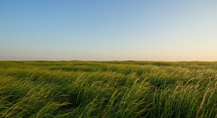 A gentle breeze blowing through tall grass under a clear blue sky, symbolizing clean air and the cleansing power of nature