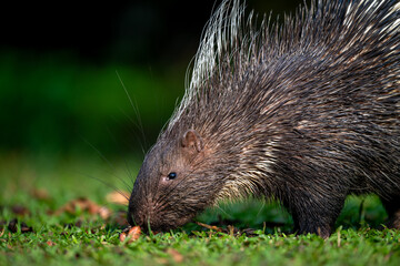 porcupine