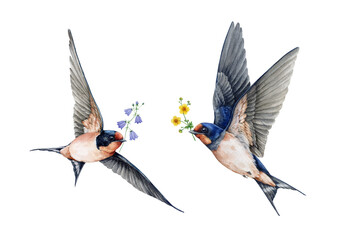 Flying birds with flowers watercolor vintage style painted illustration. Cute sweet barn swallows couple with spread wings, holding flowers decor element. Flying two martin bird on white background