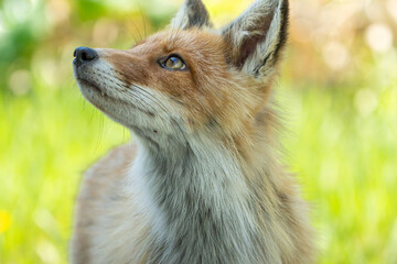 草原の草木に陽射しが当たり綺麗なグリーン色、キツネは森の日陰の中で空を見上げている。背景はほぼグリーン色でキツネは中央で左上を見上げてるアップの横構図です。