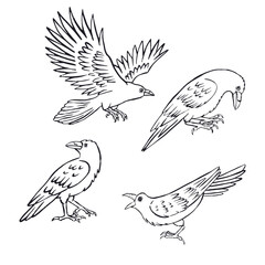 Hand drawn inky sketch style ravens or crows set isolated on white background. Mystic black and white birds bundle