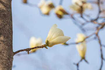 Magnolia buds announce the beginning of spring.  warm spring sunshine - Magnolia denudata, Yulan magnolia, Mokryeon