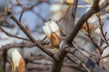 Magnolia buds announce the beginning of spring.  warm spring sunshine - Magnolia denudata, Yulan...