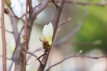 Magnolia buds announce the beginning of spring. Magnolia denudata, Yulan magnolia, Mokryeon