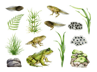 Frog stage development with natural elements realistic painted set. Hand drawn frog, spawn, tadpole, water plants, rocks watercolor illustration. Amphibian life element collection on white background