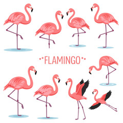 Pink Flamingo Birds Vector Illustration Set.