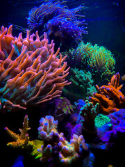 tropical coral reef