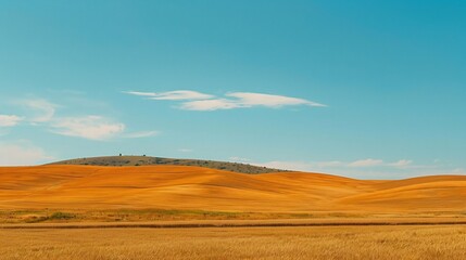 Obraz premium Golden Wheat Fields Under Blue Sky providing a warm rustic nature inspired background ideal for farming organic brands and eco conscious designs
