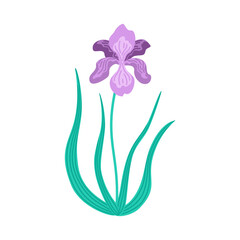 Purple iris flower with green leaves in flat vector style. Botanical illustration of blooming spring plant. Minimalist floral artwork isolated on white.