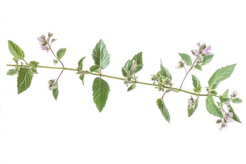 Spearmint Branch with Green Leaves and Small Purple Flowers on White