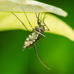 Asian tiger mosquito hanging upside down under a leaf