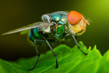 Colorful blow fly standing on a green leaf