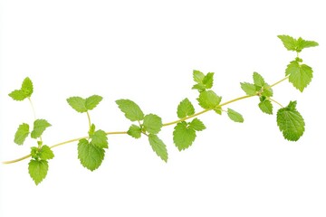 Naklejka premium Fresh Green Lemon Balm Sprig Isolated on White Background Closeup