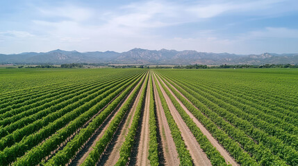Lush vineyard rows stretch across landscape, showcasing vibrant green plants under clear sky