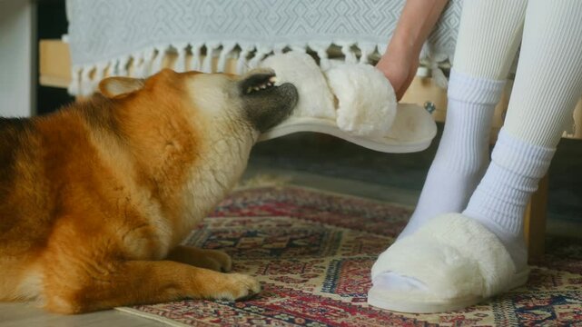 Shiba Inu playfully snatches white slipper from owner. Clinging tightly with teeth, dog playful spirit shines through struggle. Owner engaging in friendly tug-of-war, showcasing bond and joy.