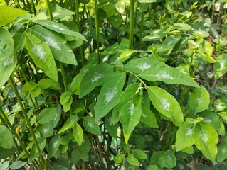 Star gooseberry plant (Sauropus androgynus) in outdoor garden
