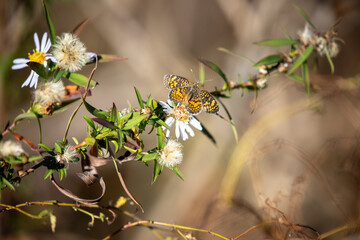 Monarch butterfly on white flower