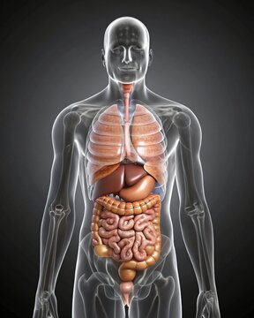 Detailed Human Anatomy Illustration Internal Organs Torso Male Figure