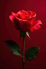 Single red tea rose, petals unfurling on deep red background, still life, floral