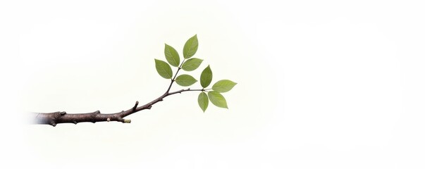 Single birch branch on a stark white background, birch branch, tree, simple
