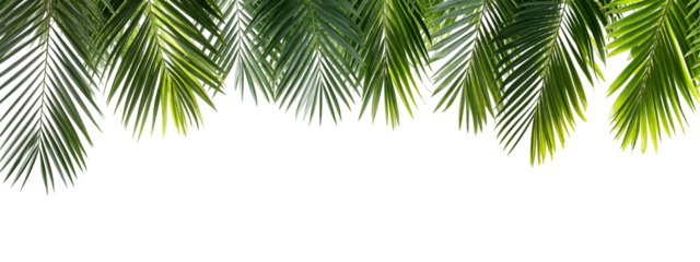 Lush green palm leaves frame isolated on transparent background