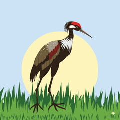 stork in the grass