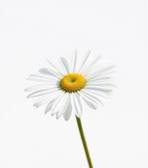 Single chamomile stem, vibrant white petals, pristine background , flower, nature
