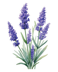 Obraz premium Watercolor Lavender Illustration - AI Generated