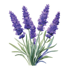 Obraz premium Watercolor Lavender Illustration - AI Generated
