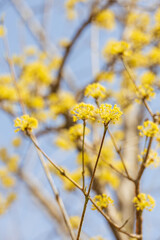 Yellow cornelian cherry blossoms heralding the beginning of spring.  warm spring sunshine - Cornus officinalis