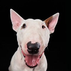 A close-up portrait of a white bull terrier with its mouth open, showing a playful expression. The black background highlights the dog's strong facial features.